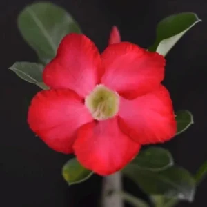 Red Desert Rose Live Plant - Adenium Obesum - Caudex Plant - 4 Inch Pot - Image 5