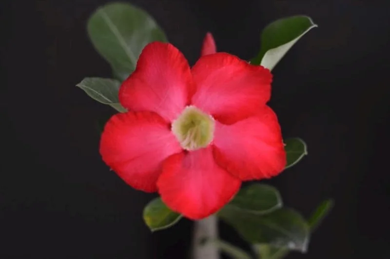 Red Desert Rose Live Plant - Adenium Obesum - Caudex Plant - 4 Inch Pot - Image 5