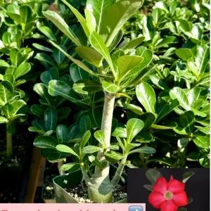 Red Desert Rose Live Plant - Adenium Obesum - Caudex Plant - 4 Inch Pot - Image 6