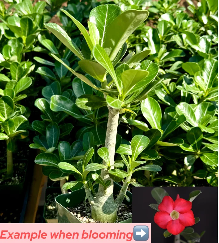 Red Desert Rose Live Plant - Adenium Obesum - Caudex Plant - 4 Inch Pot - Image 6