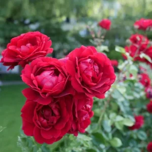 Red Don Juan Climbing Rose Bush Live Plant - Fragrant Outdoor Garden Rose, 4-6 Inch Tall - Image 2