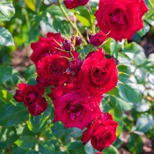 Red Don Juan Climbing Rose Bush Live Plant - Fragrant Outdoor Garden Rose, 4-6 Inch Tall - Image 3