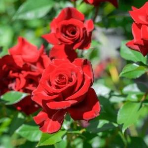 Red Don Juan Climbing Rose Bush Live Plant - Fragrant Outdoor Garden Rose, 4-6 Inch Tall - Image 4