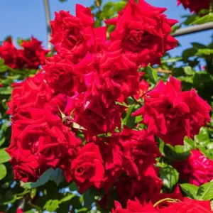 Red Don Juan Climbing Rose Bush Live Plant - Fragrant Outdoor Garden Rose, 4-6 Inch Tall - Image 5