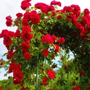 Red Don Juan Climbing Rose Bush Live Plant - Fragrant Outdoor Garden Rose, 4-6 Inch Tall - Image 6