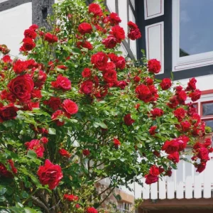 Red Don Juan Climbing Rose Bush Live Plant - Fragrant Outdoor Garden Rose, 4-6 Inch Tall - Image 7