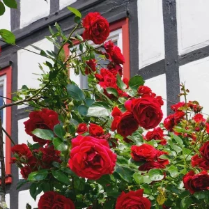 Red Don Juan Climbing Rose Bush Live Plant - Fragrant Outdoor Garden Rose, 4-6 Inch Tall - Image 8