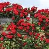 Red Don Juan Climbing Rose Bush Live Plant - Fragrant Outdoor Garden Rose, 4-6 Inch Tall - Image 1