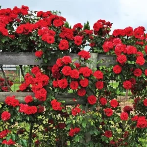 Red Don Juan Climbing Rose Bush Live Plant - Fragrant Outdoor Garden Rose, 4-6 Inch Tall - Image 1