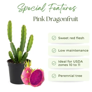 Red Dragon Fruit Live Plant, 4-7 Inches Tall, Edible Climbing Cactus, Indoor Outdoor - Image 2