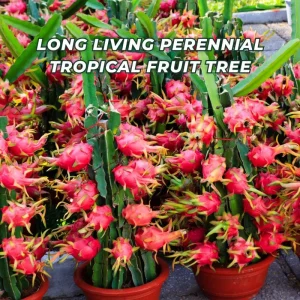 Red Dragon Fruit Live Plant, 4-7 Inches Tall, Edible Climbing Cactus, Indoor Outdoor - Image 4