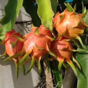 Red Dragon Fruit Live Plant, 4-7 Inches Tall, Edible Climbing Cactus, Indoor Outdoor - Image 5