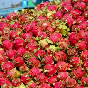 Red Dragon Fruit Live Plant, 4-7 Inches Tall, Edible Climbing Cactus, Indoor Outdoor - Image 6