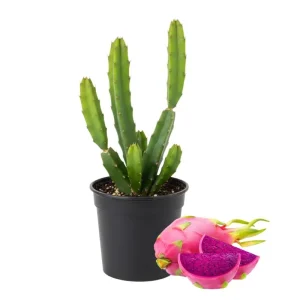 Red Dragon Fruit Live Plant, 4-7 Inches Tall, Edible Climbing Cactus, Indoor Outdoor - Image 1