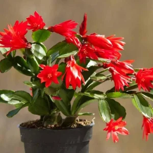 Red Easter Cactus Live Plant - Spring Blooming Succulent, 4-6 Inch Tall Houseplant - Image 2
