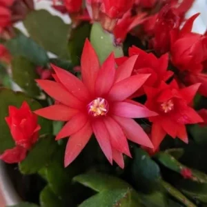 Red Easter Cactus Live Plant - Spring Blooming Succulent, 4-6 Inch Tall Houseplant - Image 3
