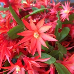 Red Easter Cactus Live Plant - Spring Blooming Succulent, 4-6 Inch Tall Houseplant - Image 4