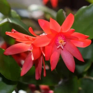 Red Easter Cactus Live Plant - Spring Blooming Succulent, 4-6 Inch Tall Houseplant - Image 5