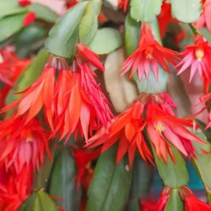 Red Easter Cactus Live Plant - Spring Blooming Succulent, 4-6 Inch Tall Houseplant - Image 6