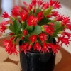 Red Easter Cactus Live Plant - Spring Blooming Succulent, 4-6 Inch Tall Houseplant - Image 1