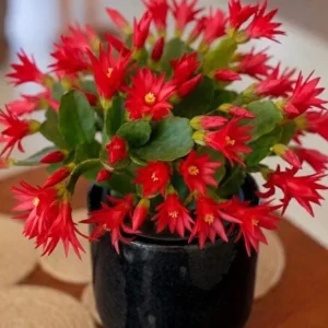 Red Easter Cactus Live Plant - Spring Blooming Succulent, 4-6 Inch Tall Houseplant - Image 1