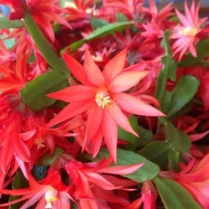 Red Easter Cactus Live Plant - Vibrant Red Flowers in 4 Inch Pot - Image 2