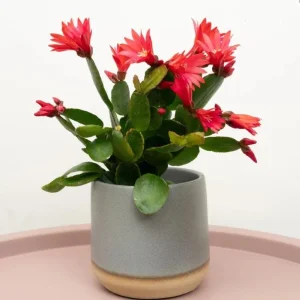 Red Easter Cactus Live Plant - Vibrant Red Flowers in 4 Inch Pot - Image 3