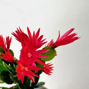 Red Easter Cactus Live Plant - Vibrant Red Flowers in 4 Inch Pot - Image 4