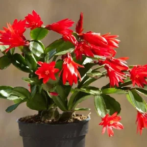 Red Easter Cactus Live Plant - Vibrant Red Flowers in 4 Inch Pot - Image 5