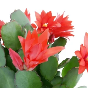 Red Easter Cactus Live Plant - Vibrant Red Flowers in 4 Inch Pot - Image 6