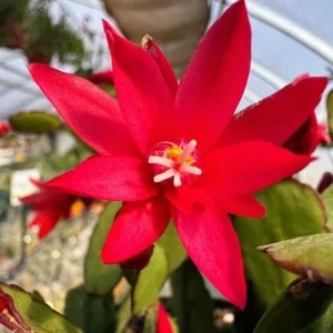 Red Easter Cactus Live Plant - Vibrant Red Flowers in 4 Inch Pot - Image 7