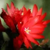 Red Easter Cactus Live Plant - Vibrant Red Flowers in 4 Inch Pot - Image 1
