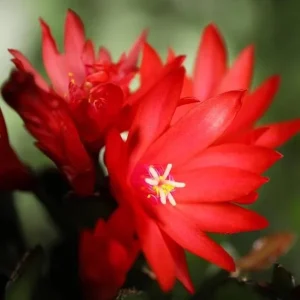 Red Easter Cactus Live Plant - Vibrant Red Flowers in 4 Inch Pot - Image 1