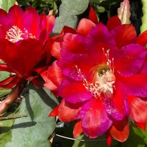 Red Epiphyllum Orchid Cactus Live Plant – 2 Healthy Plants – 4 Inch Pot – Flowering Houseplant - Image 2