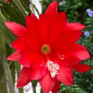 Red Epiphyllum Orchid Cactus Live Plant – 2 Healthy Plants – 4 Inch Pot – Flowering Houseplant - Image 3