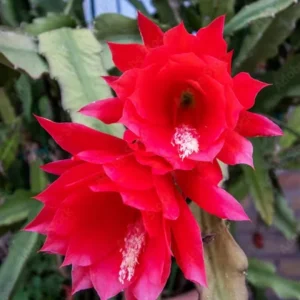 Red Epiphyllum Orchid Cactus Live Plant – 2 Healthy Plants – 4 Inch Pot – Flowering Houseplant - Image 4