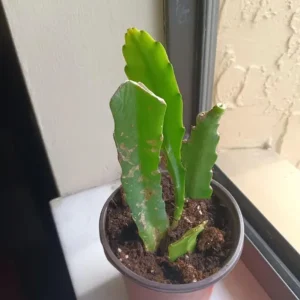 Red Epiphyllum Orchid Cactus Live Plant – 2 Healthy Plants – 4 Inch Pot – Flowering Houseplant - Image 5