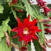 Red Epiphyllum Orchid Cactus Live Plant – 2 Healthy Plants – 4 Inch Pot – Flowering Houseplant - Image 1