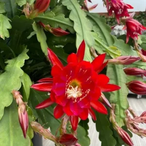 Red Epiphyllum Orchid Cactus Live Plant – 2 Healthy Plants – 4 Inch Pot – Flowering Houseplant - Image 1