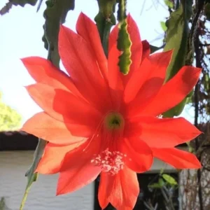 Red Epiphyllum Orchid Cactus Live Plant – Set of 3 Pots (6 Plants Total) – Flowering Houseplant - Image 2