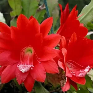 Red Epiphyllum Orchid Cactus Live Plant – Set of 3 Pots (6 Plants Total) – Flowering Houseplant - Image 3