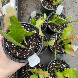 Red Epiphyllum Orchid Cactus Live Plant – Set of 3 Pots (6 Plants Total) – Flowering Houseplant - Image 4