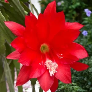Red Epiphyllum Orchid Cactus Live Plant – Set of 3 Pots (6 Plants Total) – Flowering Houseplant - Image 5