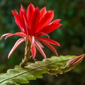 Red Epiphyllum Orchid Cactus Live Plant – Set of 3 Pots (6 Plants Total) – Flowering Houseplant - Image 6