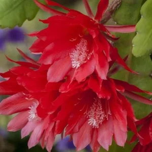 Red Epiphyllum Orchid Cactus Live Plant – Set of 3 Pots (6 Plants Total) – Flowering Houseplant - Image 7
