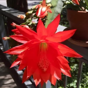 Red Epiphyllum Orchid Cactus Live Plant – Set of 3 Pots (6 Plants Total) – Flowering Houseplant - Image 1