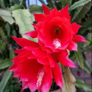 Red Epiphyllum Orchid Cactus Live Plant - Trailing Orchid in 4 Inch Pot - Image 2
