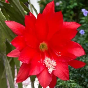 Red Epiphyllum Orchid Cactus Live Plant - Trailing Orchid in 4 Inch Pot - Image 3