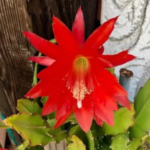 Red Epiphyllum Orchid Cactus Live Plant - Trailing Orchid in 4 Inch Pot - Image 4