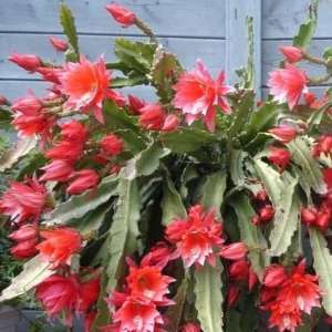 Red Epiphyllum Orchid Cactus Live Plant - Trailing Orchid in 4 Inch Pot - Image 5